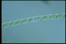 Spirogyra