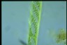 Spirogyra