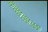 Spirogyra