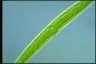 Closterium acerosum