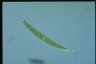 Closterium cornu