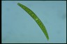 Closterium intermedium