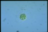 Acanthocystis