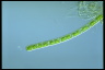 Cylindrocystis