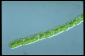 Cylindrocystis