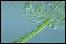 Cylindrocystis