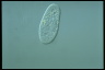 Paramecium trichium