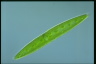 Closterium acerosum