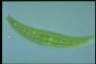 Closterium moniliferum