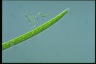 Closterium praelongum