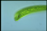 Euglena gigas