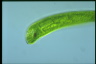 Euglena gigas