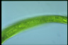 Euglena gigas