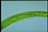 Euglena gigas