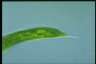 Euglena gigas