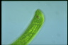 Euglena gigas