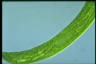 Euglena gigas