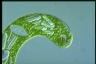 Euglena gigas