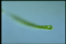 Euglena tripteris