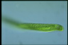 Euglena tripteris