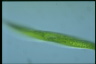 Euglena tripteris