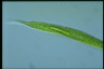 Euglena tripteris