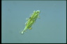 Euglena tripteris