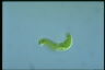 Euglena spirogyra