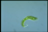 Euglena spirogyra