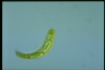 Euglena spirogyra