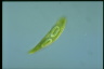 Euglena spirogyra