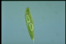 Euglena spirogyra