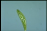 Euglena spirogyra