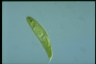 Euglena spirogyra