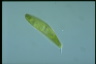 Euglena spirogyra