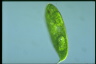 Euglena spirogyra