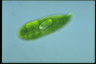 Euglena spirogyra