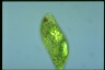 Euglena spirogyra