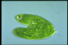 Euglena spirogyra