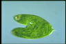 Euglena spirogyra