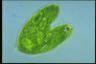 Euglena spirogyra