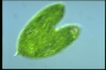 Euglena spirogyra