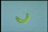 Euglena spirogyra