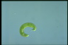 Euglena spirogyra