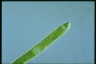 Euglena ehrenbergii