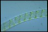 Spirogyra