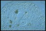 Amoeba proteus