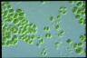 Chlamydomonas