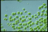 Chlamydomonas