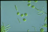 Asterococcus